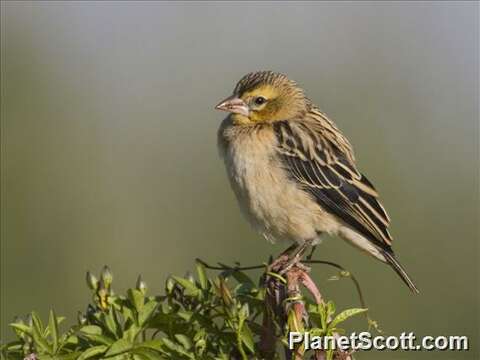 Image of Little Weaver