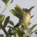 Image of Copper Sunbird