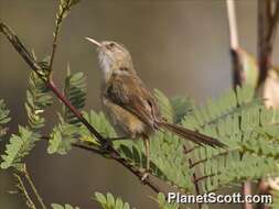 Слика од Prinia Horsfield 1821