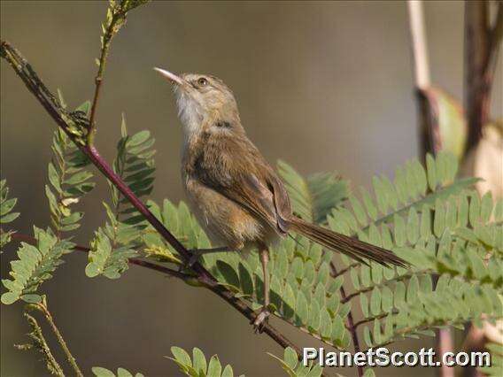 Image of Prinia Horsfield 1821