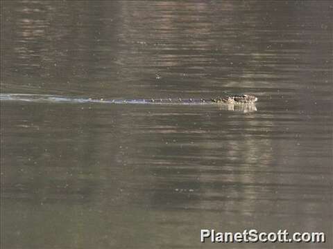 Image of monitor lizards