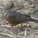 Слика од Columba larvata Temminck 1809