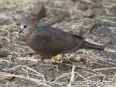 Columba larvata Temminck 1809 resmi