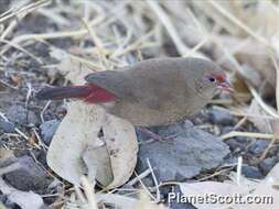 Image of Firefinch