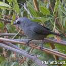 Image of Abyssinian Catbird