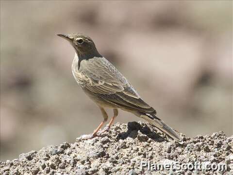 Слика од Anthus similis (Jerdon 1840)