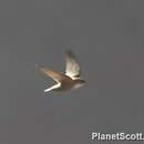 Image of Eurasian Crag Martin