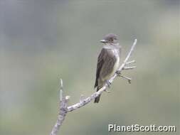 Image of Pewee