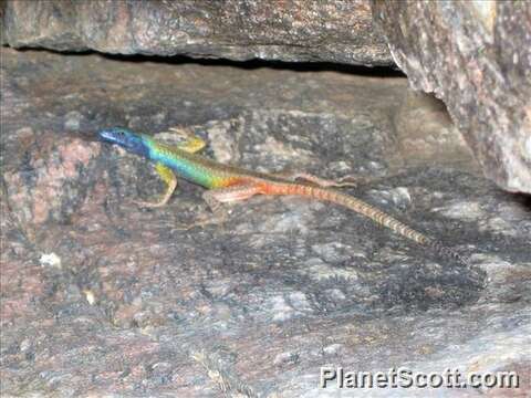 Image of Flat lizards