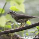 Image of Louisiana Waterthrush