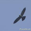 Image of Mississippi Kite