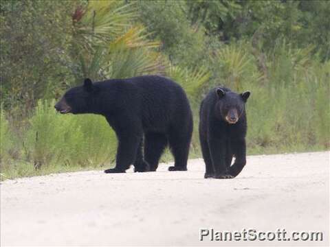 Image of Ursus Linnaeus 1758