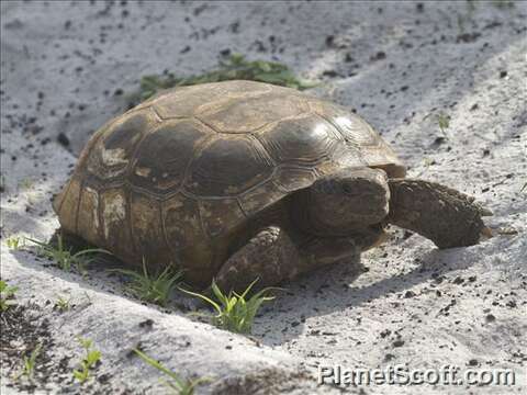 Image of Gopher Tortoises