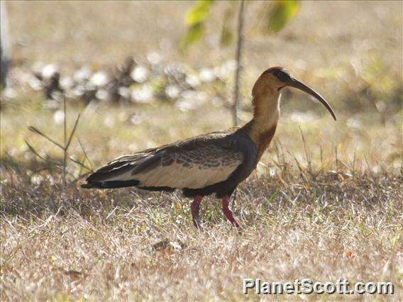 Image of Theristicus Wagler 1832