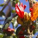 Image of Swallow-tailed Hummingbird