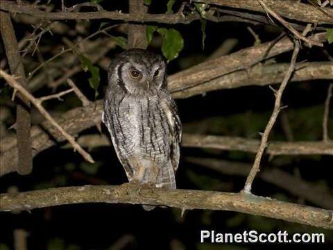 Image of Screech owl