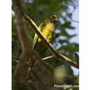 Image of Peach-fronted Parakeet