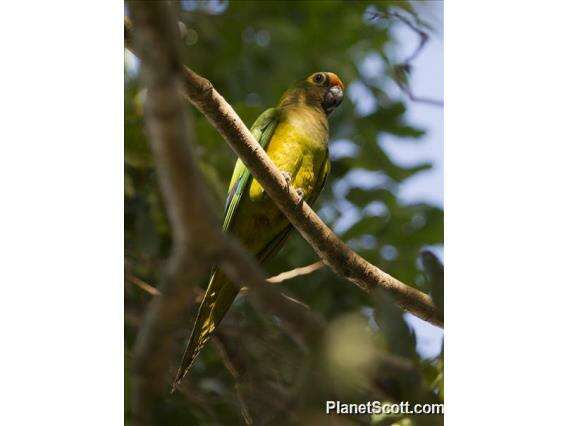 Imagem de Eupsittula Bonaparte 1853