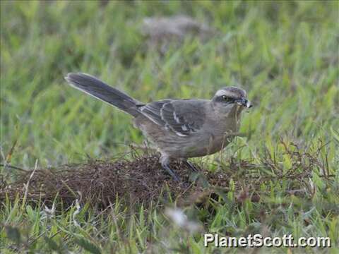 Image of Mimus Boie & F 1826