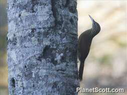 Plancia ëd Xiphorhynchus Swainson 1827