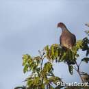 Image of Scaled Pigeon