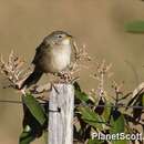 Image of Wedge-tailed Grass Finch