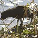 Image of Green Ibis