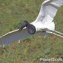 Image of Jabiru stork