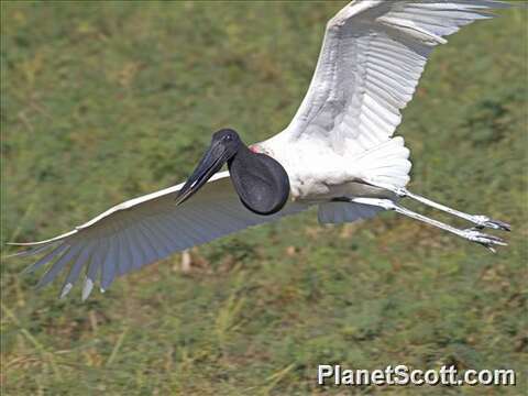 Image of Jabiru Hellmayr 1906