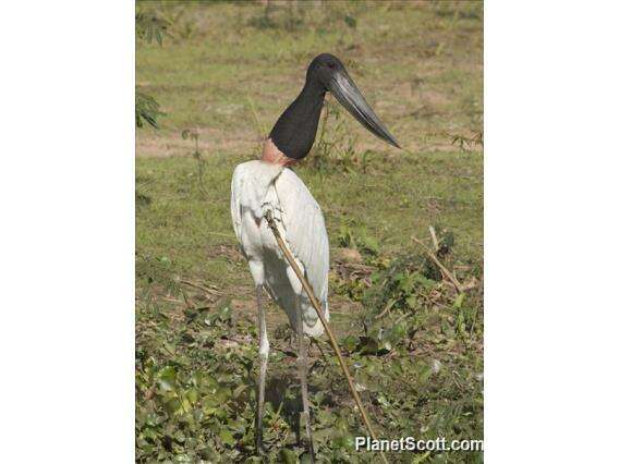 Image of Jabiru Hellmayr 1906