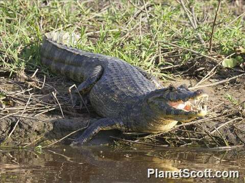 Image of Caimans