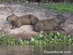 Image of Capybaras