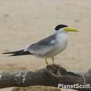 Image of Large-billed Tern