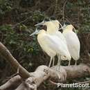 Pilherodius pileatus (Boddaert 1783)的圖片