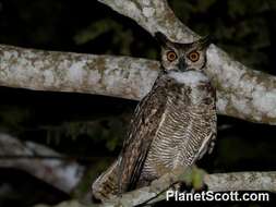 Image of Eagle-owls