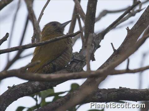 Image of Woodpeckers