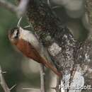 Image of Narrow-billed Woodcreeper