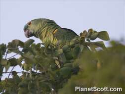 Image of Amazon parrots