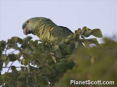 Image of Amazon parrots