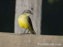 Image of Machetornis Gray & GR 1841