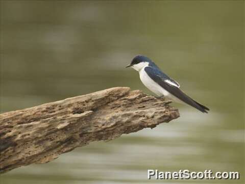 Image of Tachycineta Swallows