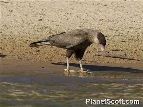 Image of Caracara Merrem 1826