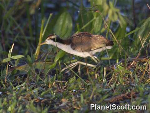 Image of Jacana Brisson 1760