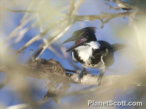 Image of American green kingfisher