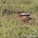 Image of Savanna Hawk