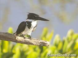 Image of American green kingfisher