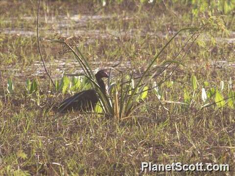 Image de Cairina Fleming & J 1822