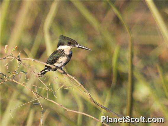 Image of American green kingfisher