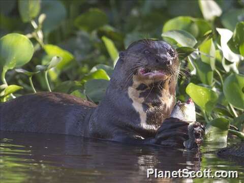 Image of giant otter