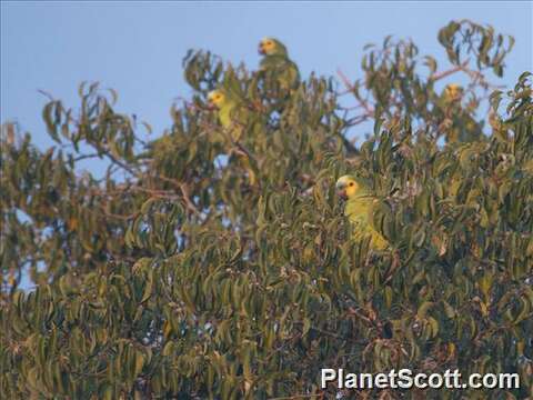 Image of Amazon parrots